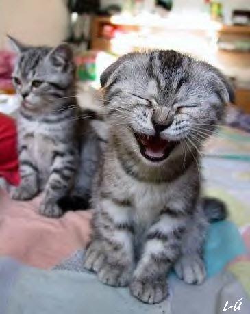 Lachende Katze